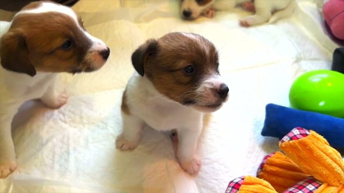 【ジャックラッセルテリア】４月4日生まれやえの四男くん「動物癒し動画」にくきゅう