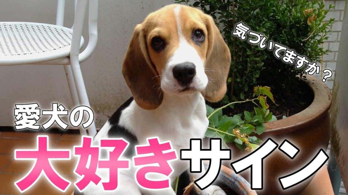 犬が心から大好きな人に見せる愛情表現
