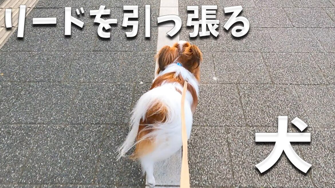 ぐいぐいリードを引っ張るうちのわんこ。犬主導の散歩に飼い主#papillon は何を思うのか。#papillon #パピヨン