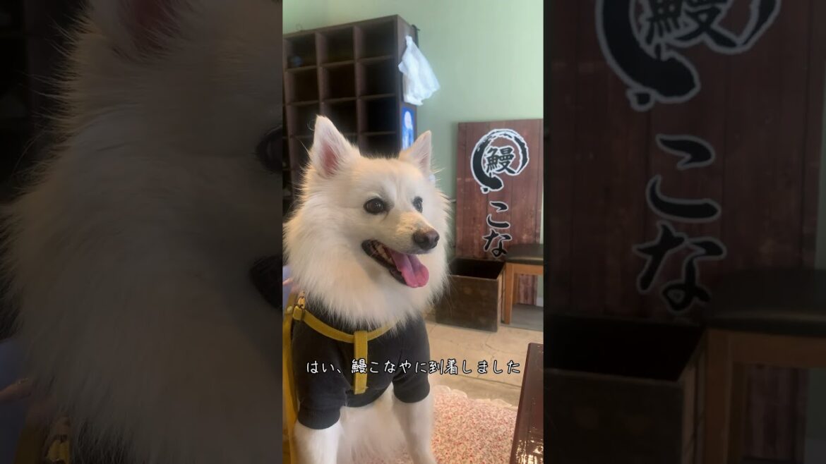 愛犬と成田山表参道 うな重に舌鼓 ペットと一緒に食べれる 鰻 こなや【日本スピッツ】 #shorts #日本スピッツ #成田山 #うなぎ
