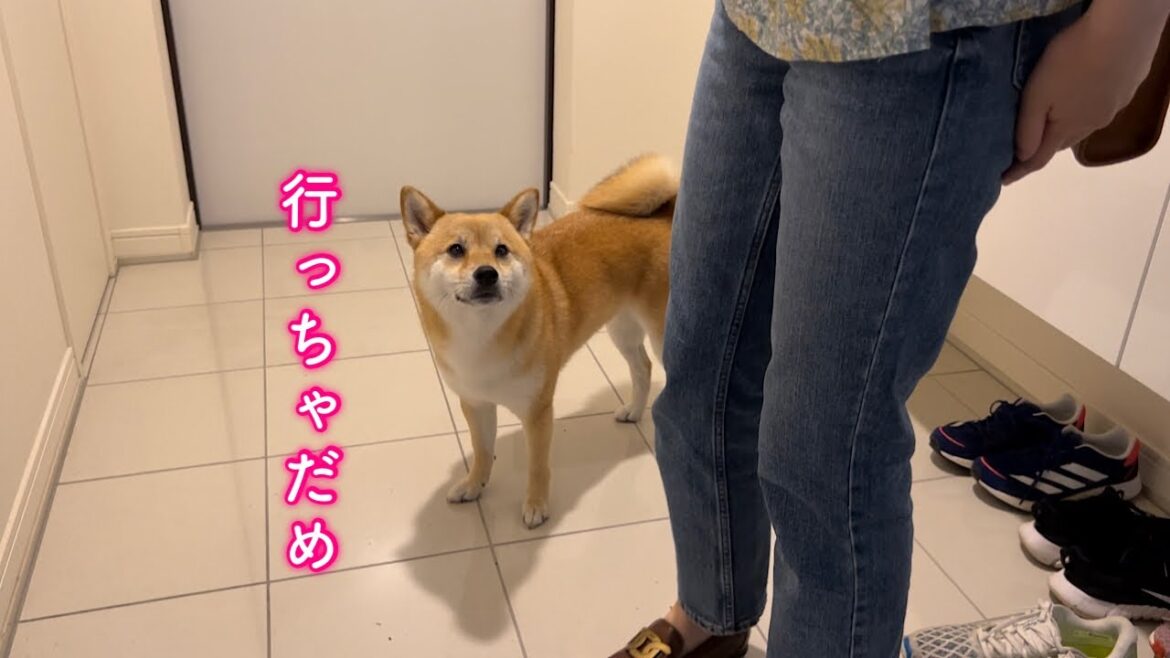 久しぶりにママが出かけようとすると離れたくなくてあの手この手で阻止してくる柴犬が可愛い 久しぶりにママが出かけようとすると離れたくなくてあの手この手で阻止してくる柴犬が可愛い