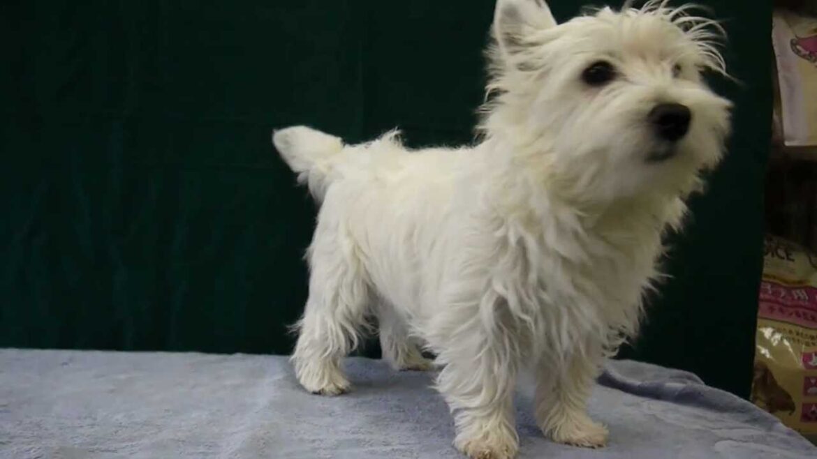 ウエスティ、ウエストハイランドホワイトテリア東京ブリーダーで子犬販売