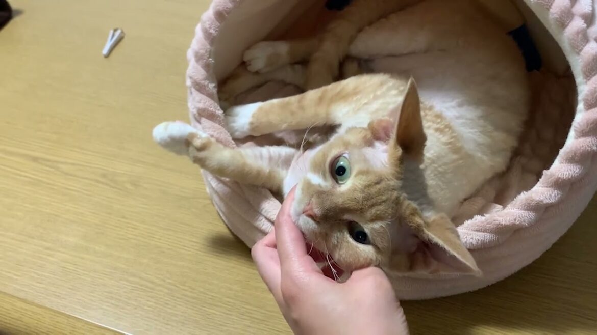 デボンレックス子猫は兄が寝るのを邪魔しています(Devon Rex kitten interrupting his brother‘s sleep)