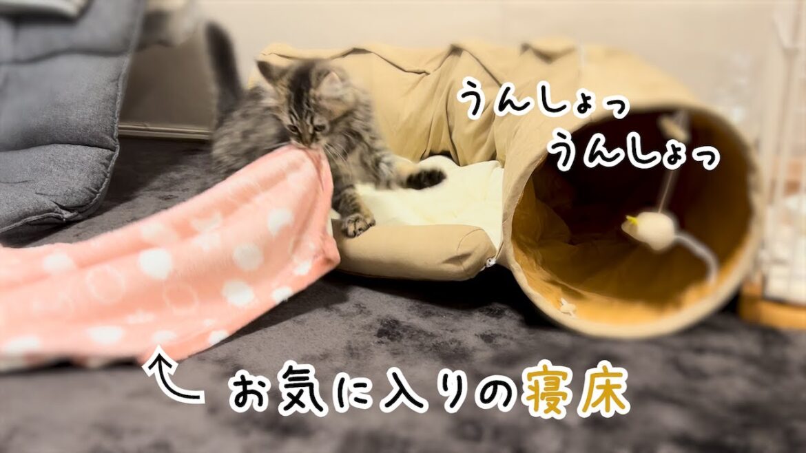 寝床に並々ならぬこだわりを持つ子猫がこちら・・・/サイベリアンの男の子