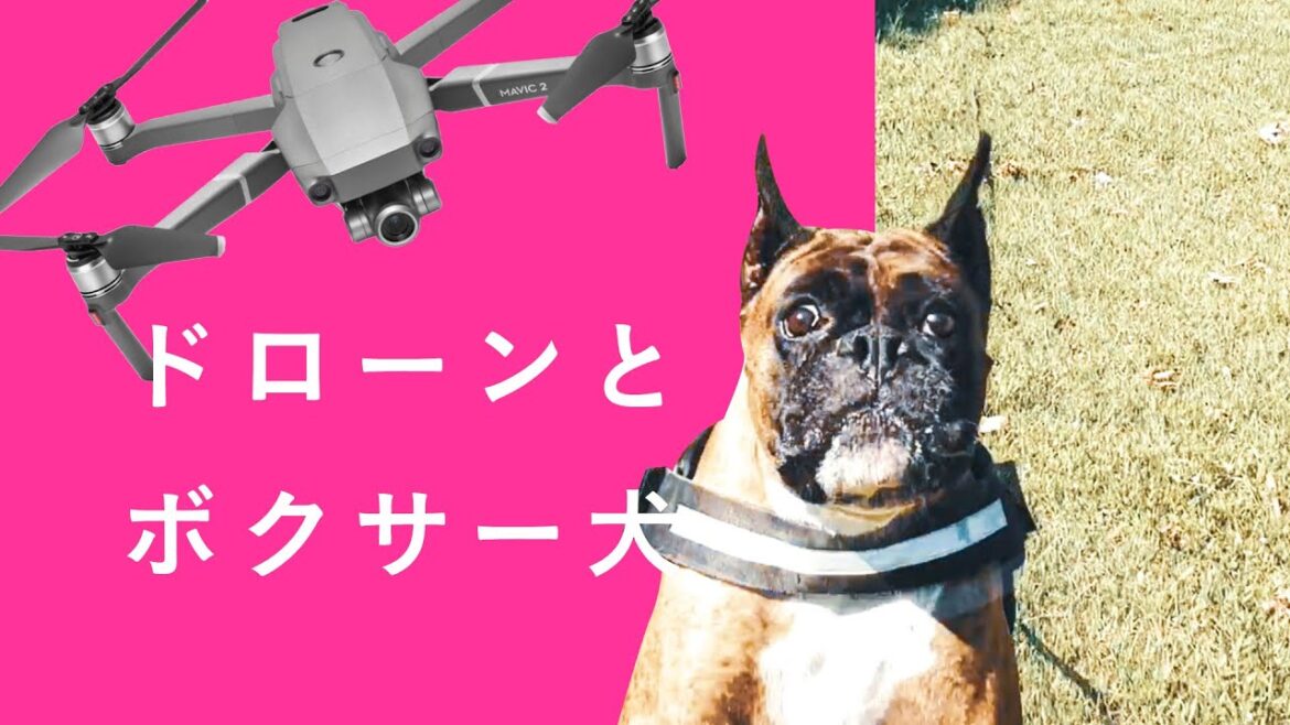 ドローンとボクサー犬