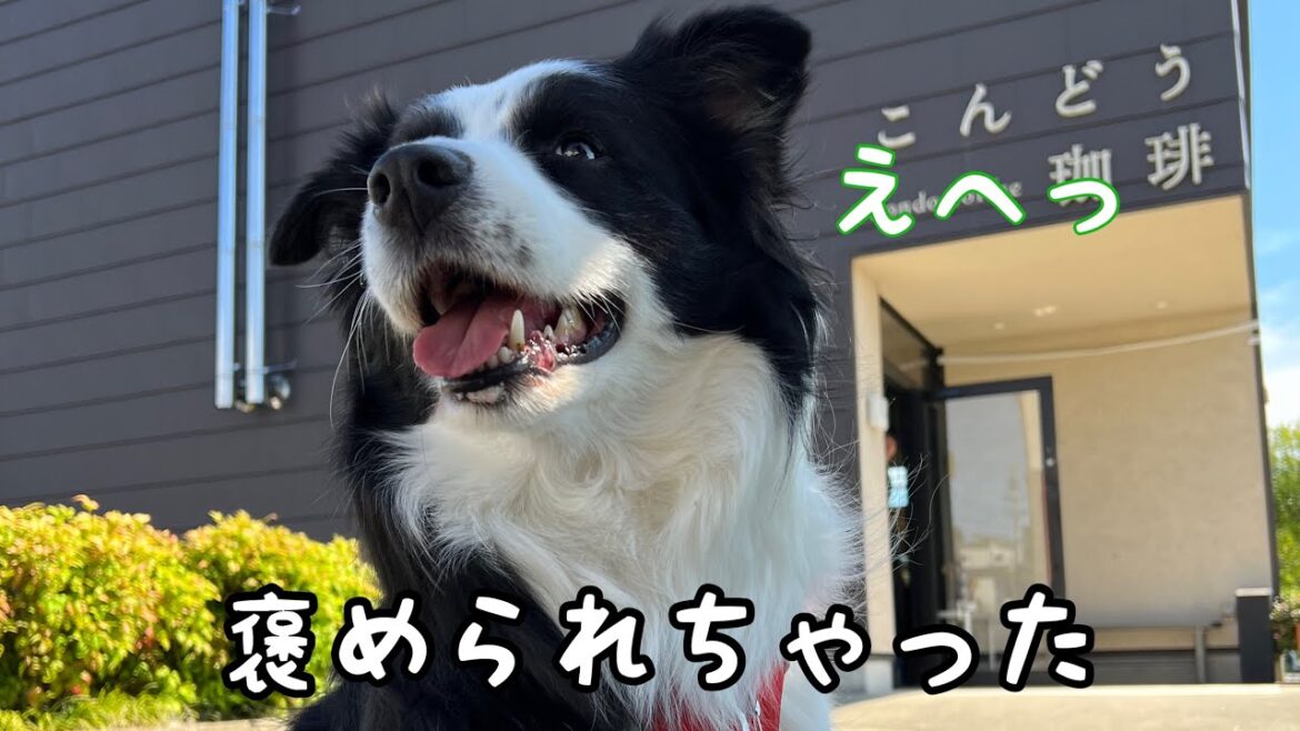 ソラとモーニングで、褒められちゃいました #ボーダーコリー #bordercollie #かわいい