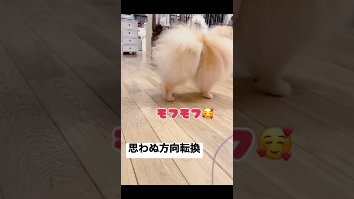 飼い主に近づいたら撮影だと知り照れるシャイなポメラニアンの成犬
