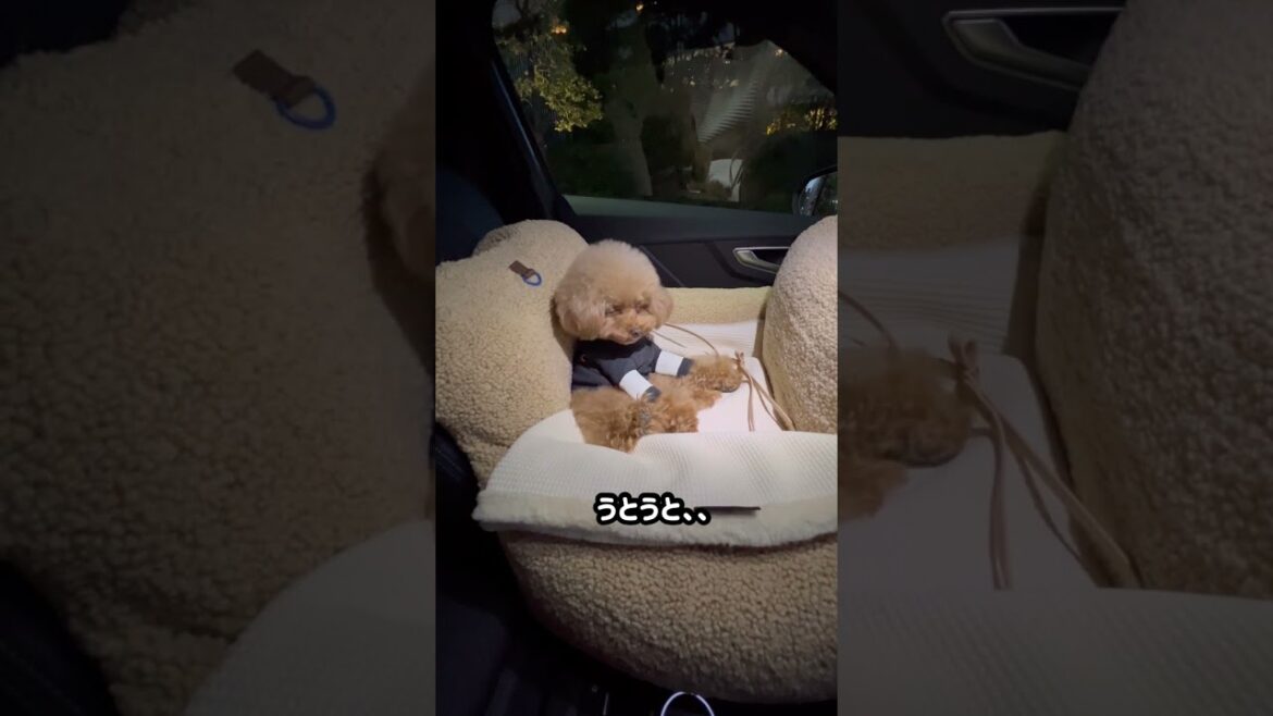 人間の様に寝るトイプードル#shorts