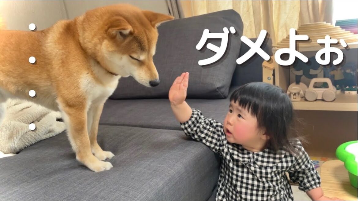 靴下狙う柴犬に「ダメよぉ〜」と注意する1歳児