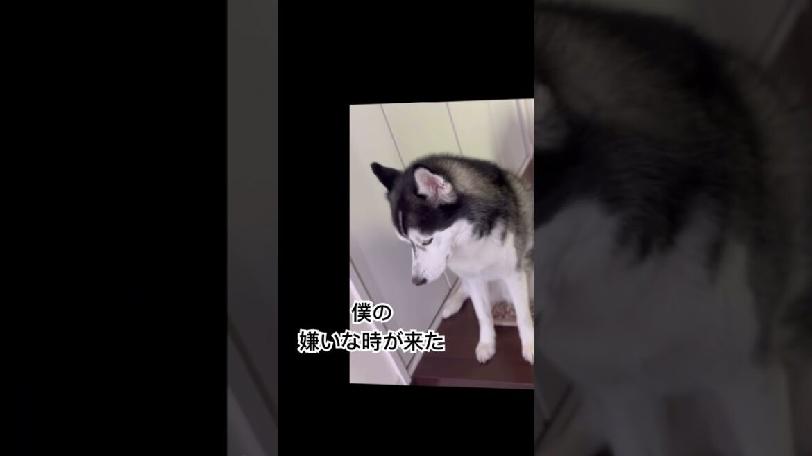 ハスキー犬の1番嫌いな時間 #シベリアンハスキー #shorts