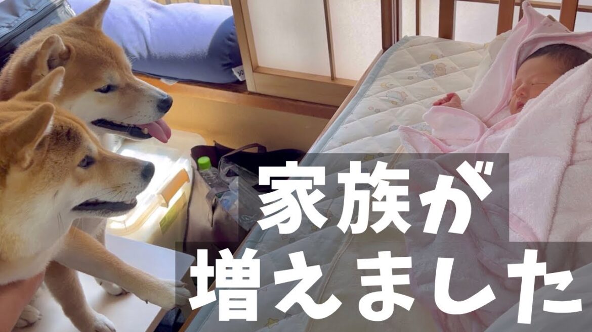 無事に娘を出産し、柴犬達と0歳の赤ちゃん初対面の日