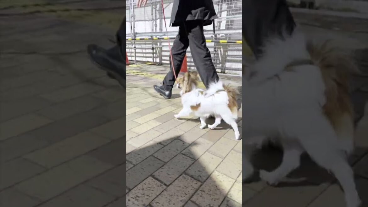 天気のいい日にするパピヨンさんのお散歩トレーニング 天気のいい日にするパピヨンさんのお散歩トレーニング