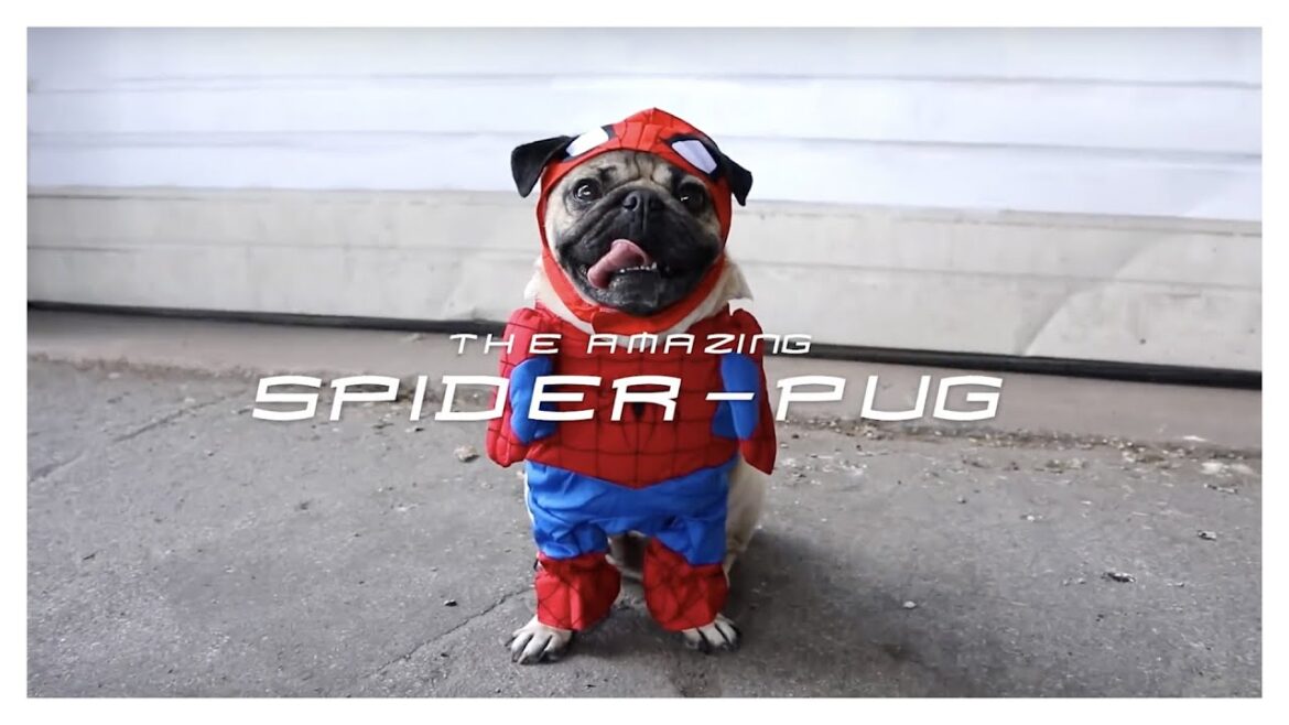 SPIDER-PUG – Doug The Pug SPIDER-PUG - Doug The Pug