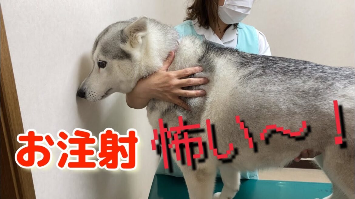 22.6.3 狂犬病ワクチンを予防注射されるシベリアンハスキー！