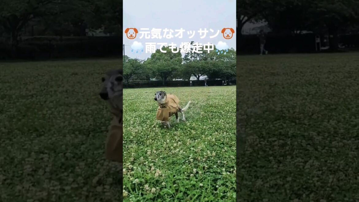 ニキ大好きイッヌ。雨でもハッスル。ウィペットのカイトちゃん。おりこうや。 Whippet Dog KAITO Brother Walking in the Rain FUKUOKA JAPAN.