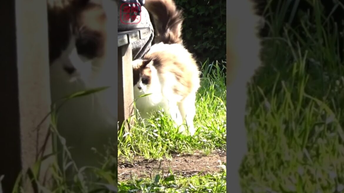 犬みたいに尻尾を振る猫 #shorts cute cat. シャム猫っぽい長毛猫 可愛い もふもふ