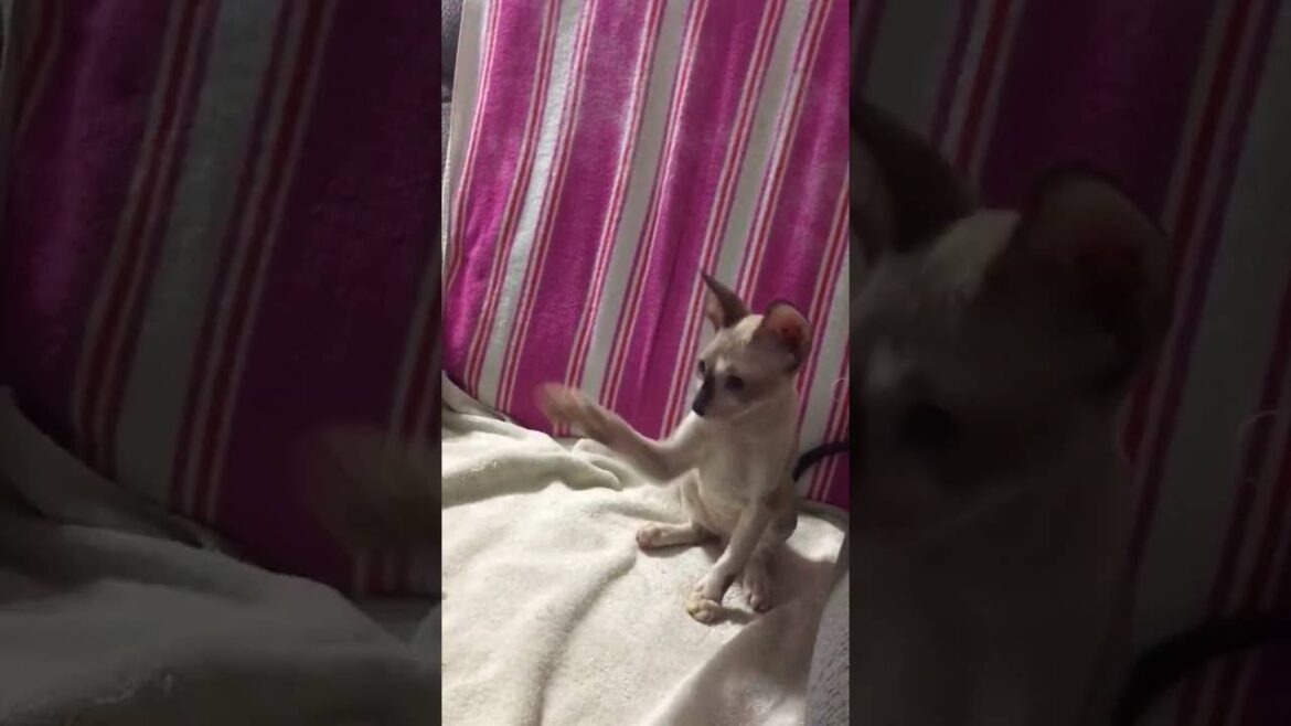 Cornish Rex Blue Eyed Kitten Playing With Toy