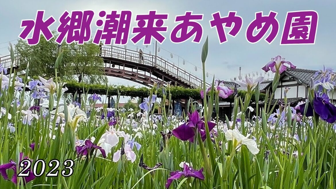 【水郷潮来あやめ園】大型犬 ボルゾイ と行く「あやめ」「花菖蒲」