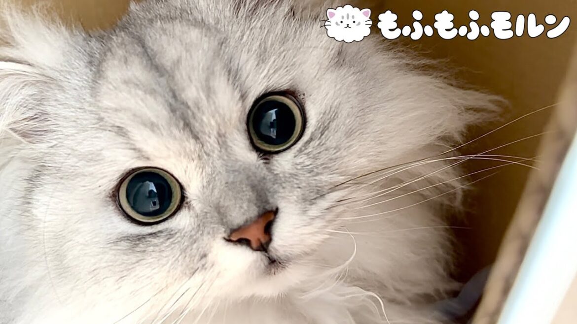 猫が最近お気に入りなのは…【サイベリアン】