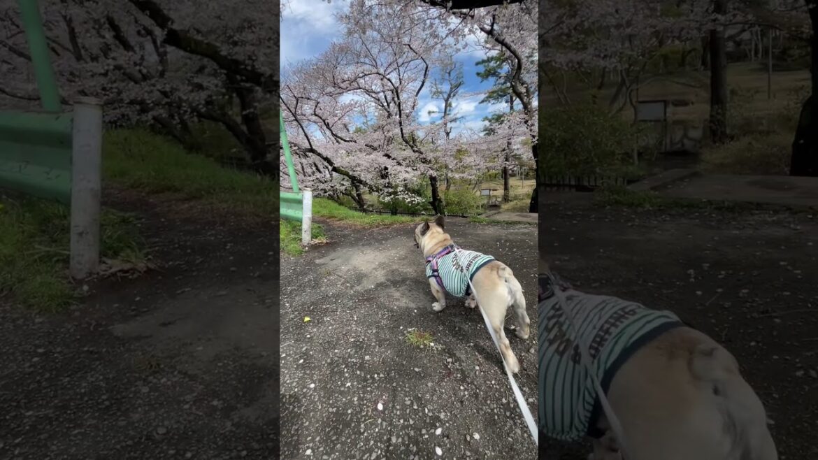 お散歩行って綺麗な桜を見たよ🌸フレンチブルドッグの看板犬ぶーちゃん#shorts