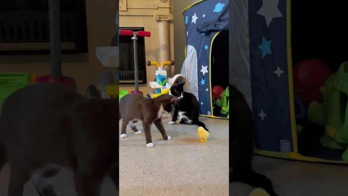 Brown Cat slaps a toy #cats #kitten #catlife #catlover #browncat #viral #shorts #short