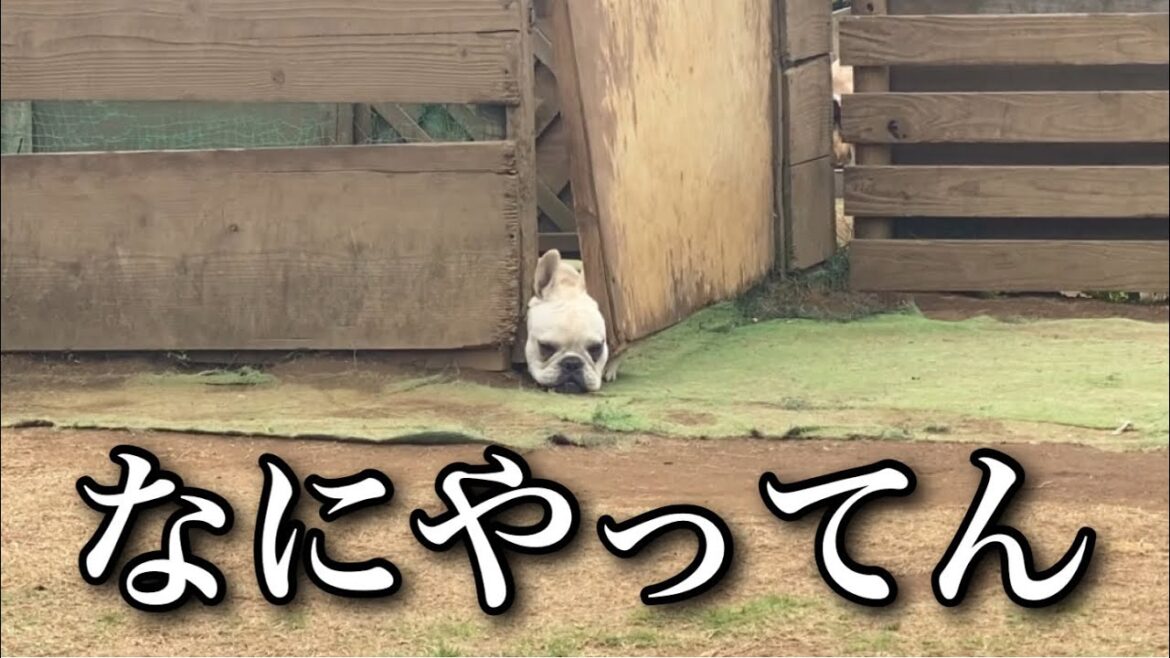 フレンチブルドッグと子供と亀とブリーダー達の騒がしい1日
