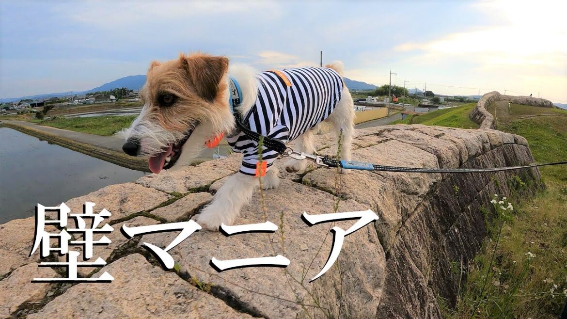 【ジャックラッセルテリア】散歩で訪れた隠れ公園の壁がヤバかった