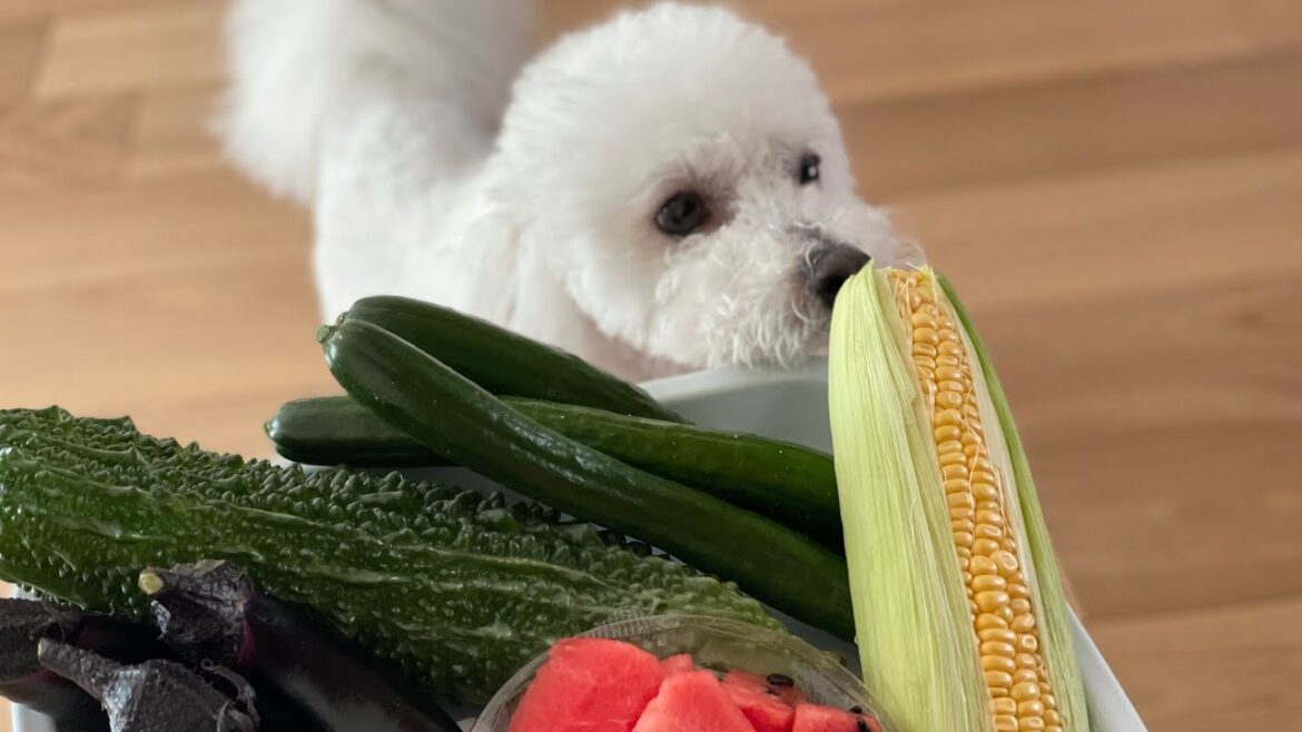 犬が食べられる野菜を紹介！丸かじりビションフリーゼ