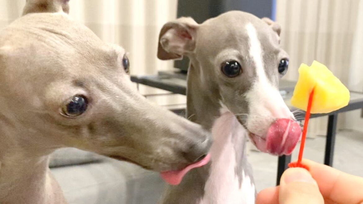 非常食はやっぱり迷わずパインな犬【イタリアングレーハウンド】