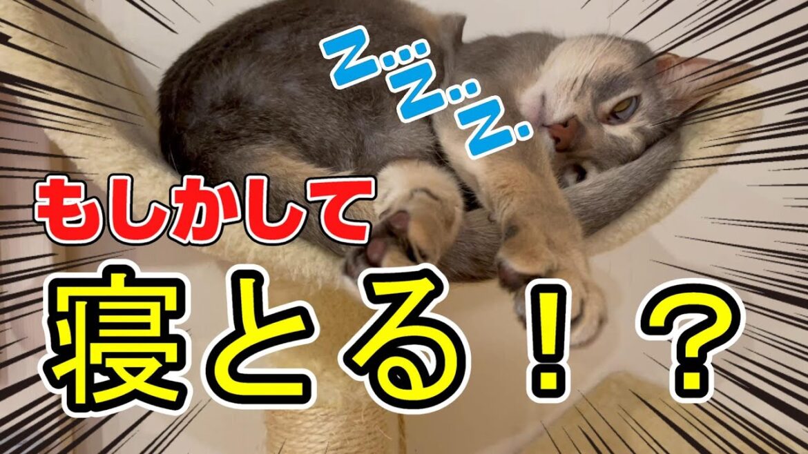 目を開けたまま寝る猫アビたん♡
