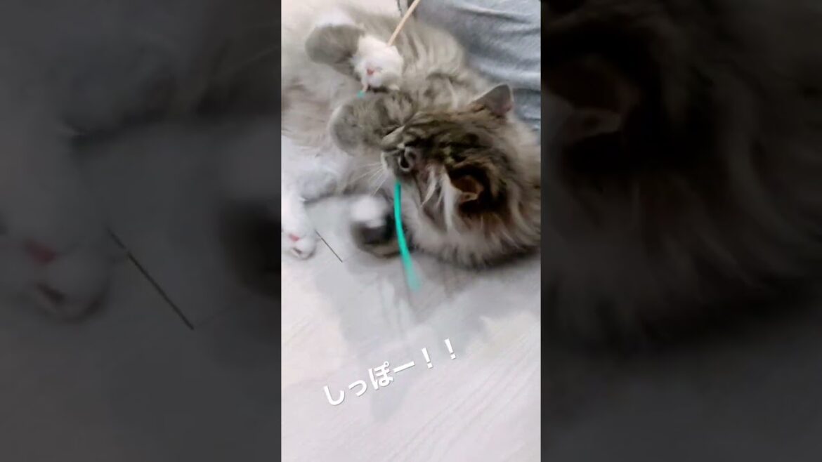 しっぽ中毒になってしまった猫#shorts #ねこ動画 #サイベリアン #cat