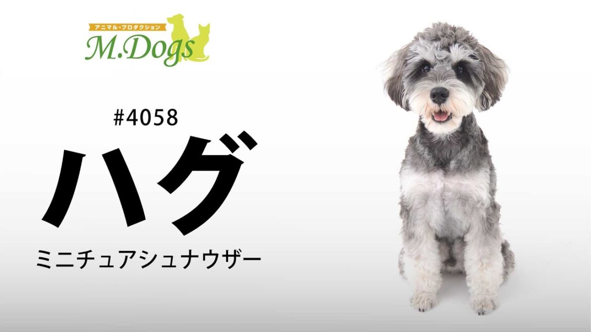 ペットモデル #4058 ミニチュアシュナウザー「ハグ」