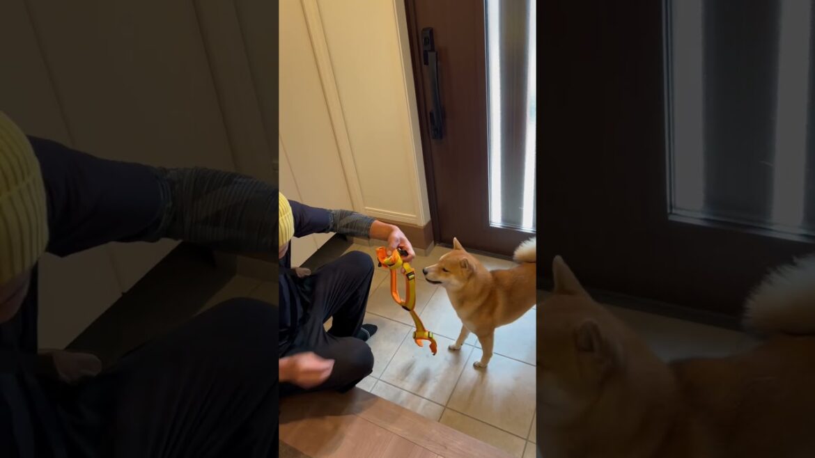 気合い十分！えいえいおー！からのハーネス慣れトレーニングする柴犬　#柴犬とん
