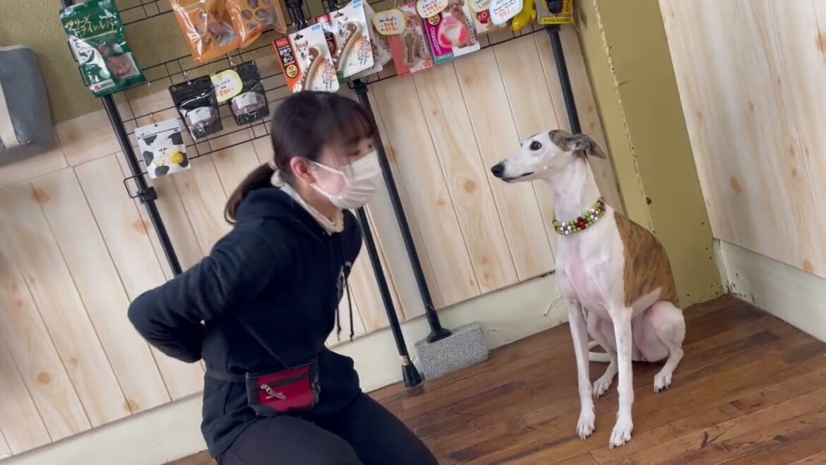 ウィペットの”マキちゃん”とほっぺに”チュー”に挑戦！