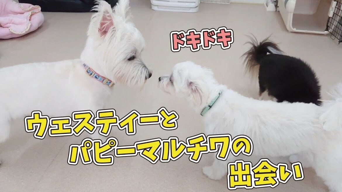 ウェスティーとパピーマルチワの出会い　🐶ひみつきちなう！#1🐶  (チワワ ウエストハイランドホワイトテリア チワックス トイプードル) 2020年8月29日