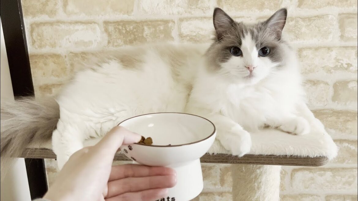 おしゃべりラグドール猫がまったく鳴かなくなりました…