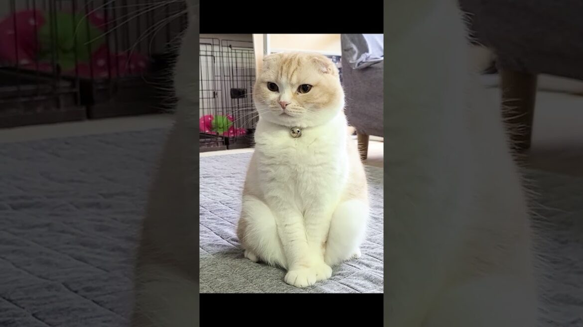 世界一まるい猫 #shots