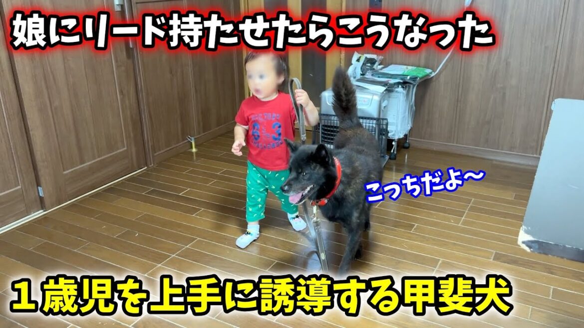 １歳の娘にリード持たせたら愛犬が凄かった【甲斐犬一休と猫のしずくと僕のチャンネル】