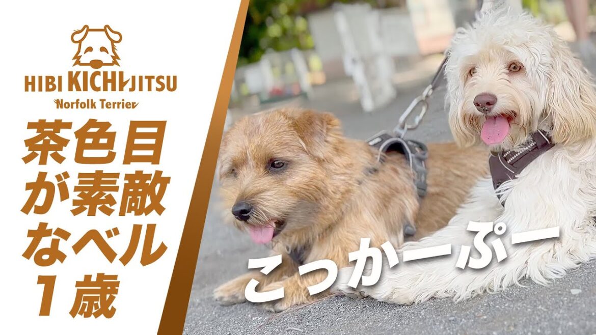 愛犬キチのお友達 コッカープーのBELL【 dog ノーフォークテリア norfolkterrier friend 】