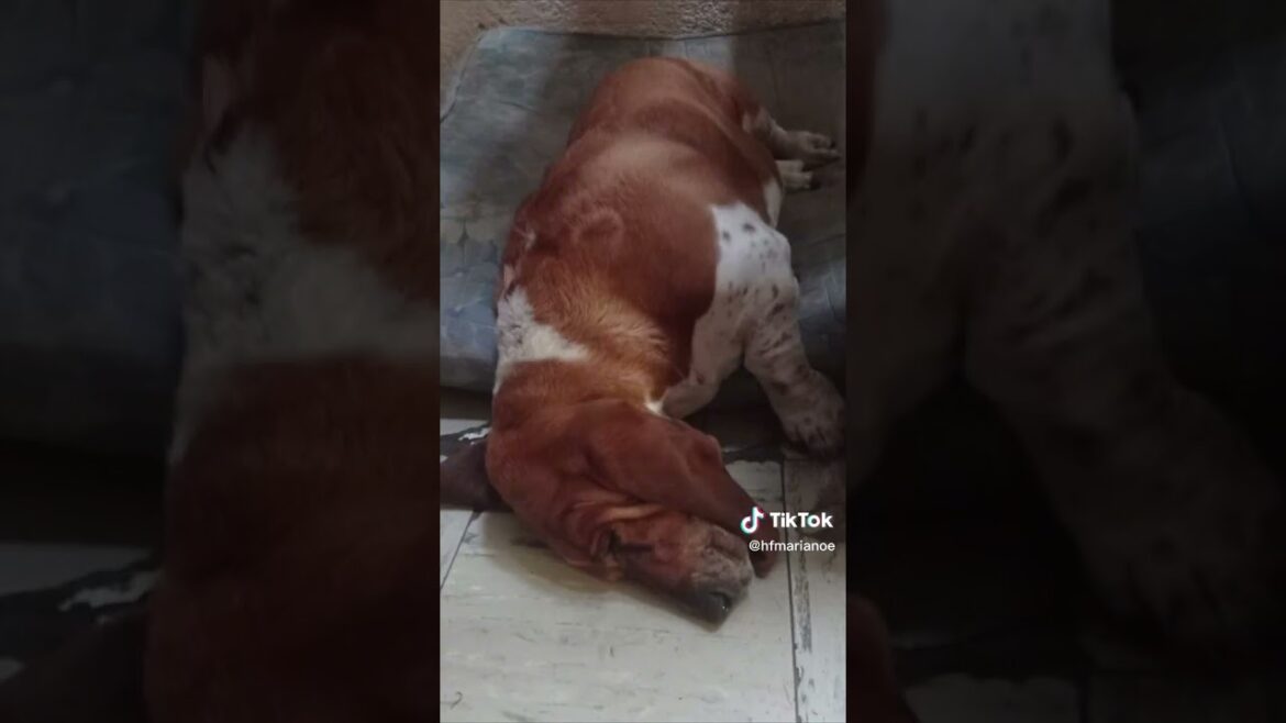 el pachón #bassethound #funnypets #funnyanimals #shorts