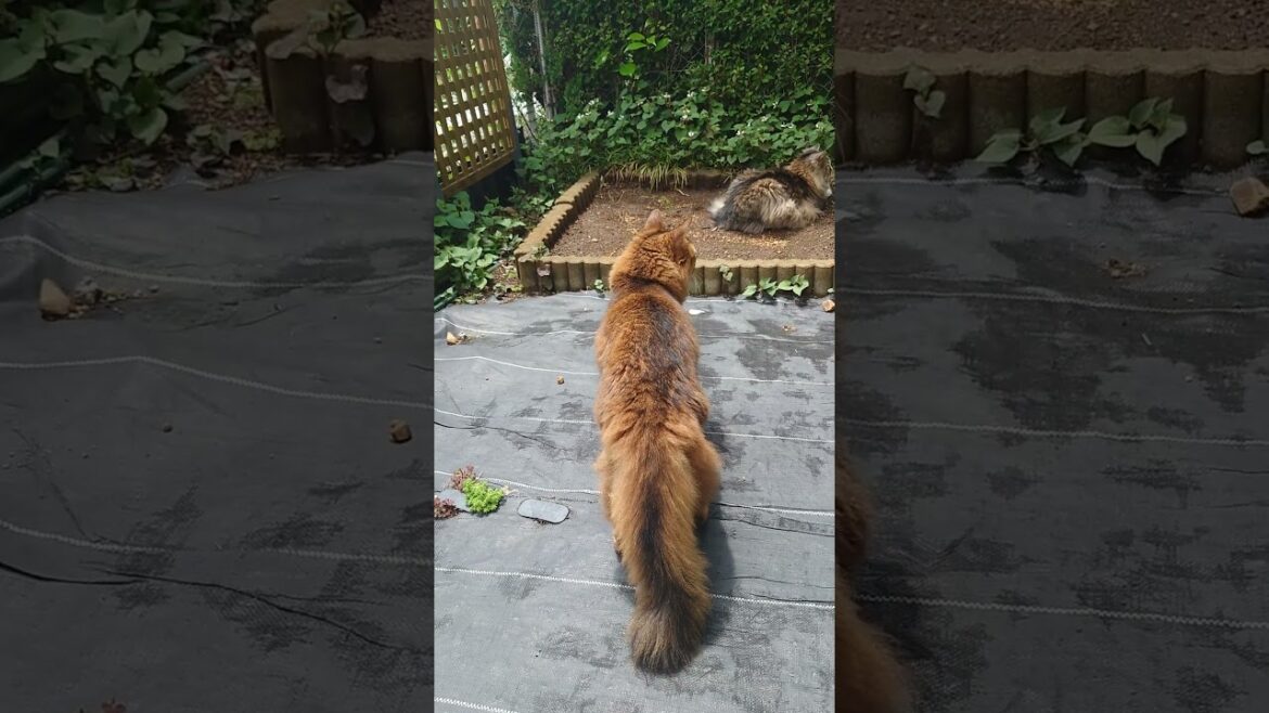 嵐が去ったので庭散歩(ソマリとノルウェージャンフォレストキャット) 嵐が去ったので庭散歩(ソマリとノルウェージャンフォレストキャット)