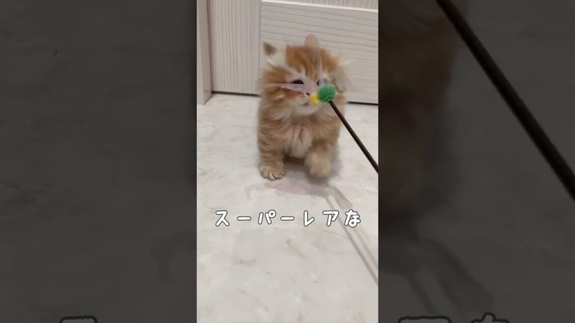 【激レア】ミッキー耳♡短足キンカローの女の子 【激レア】ミッキー耳♡短足キンカローの女の子
