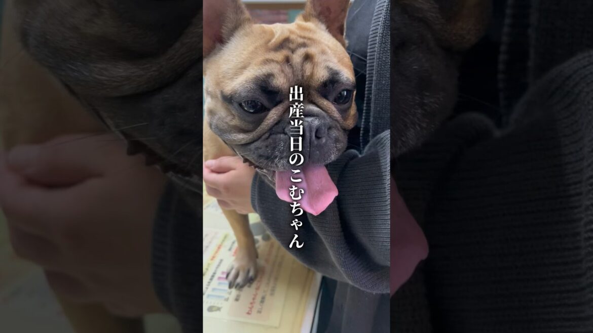 出産当日！5匹の赤ちゃんが産まれます！【フレンチブルドッグ】