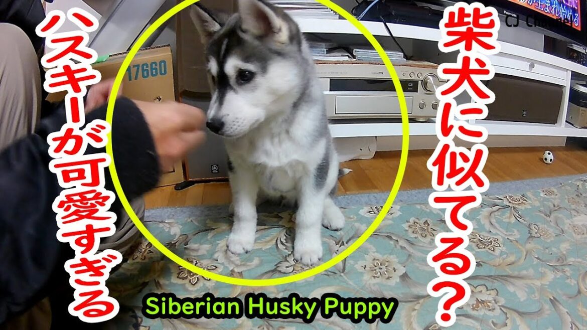 柴犬に似てる？シベリアンハスキーがかわいすぎる Siberian Husky Puppy