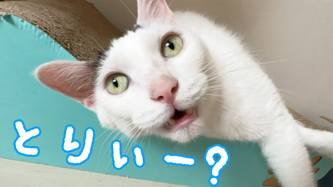 横になってても鳥を探して喋る猫チロさんｗ