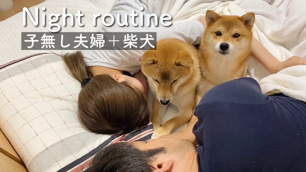 【ナイトルーティン】子無し夫婦と柴犬2頭のリアルな夜