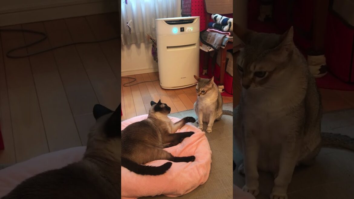 たぬき猫をペロペロしたいけど立ちさるシンガプーラなのにゃ♪