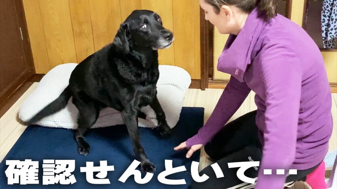 パパとママであからさまに態度を変えるラブラドールレトリバー