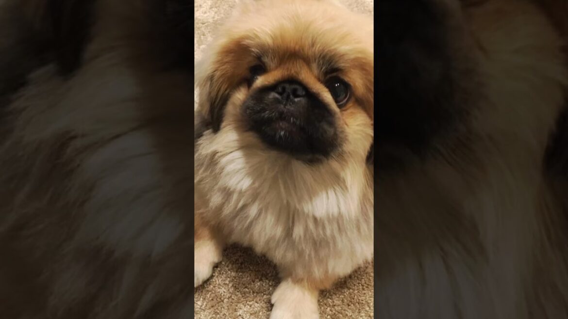 2歳頃のヴィヴィです😍 #pekingese #pekingesedog #페키니즈 #ペキニーズ #かわちぃ #犬のいる暮らし #shorts