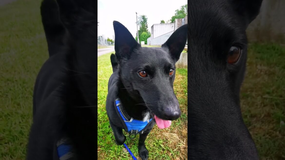 Meriadoc - Jack Russell Terrier / Schipperke mix.